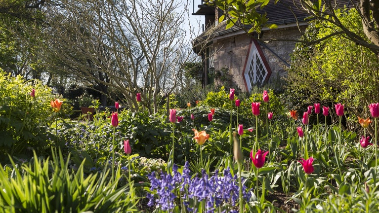 Beautiful spring garden scene in the garden at A la Ronde, with tulips and bluebells